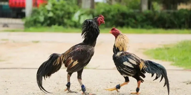 Đá Gà RED88 - Trải Nghiệm Theo Dõi Và Tham Gia Trận Đấu Một số lưu ý quan trọng khi xem đá gà trực tuyến